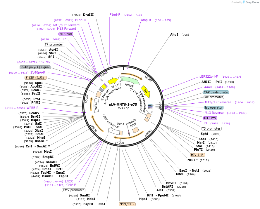 182945-plasmid-map-sequence-id-360103