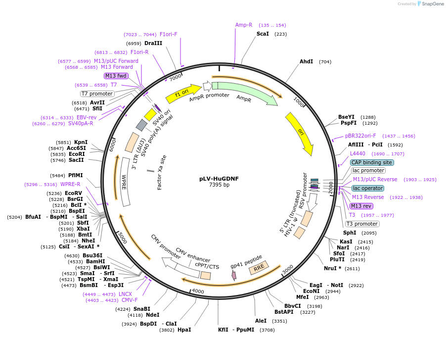 182946-plasmid-map-sequence-id-360108