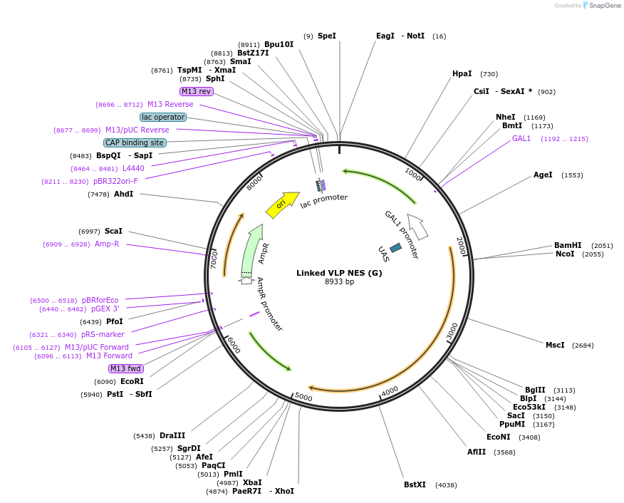 182476-plasmid-map-sequence-id-360123