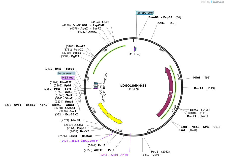 174303-plasmid-map-sequence-id-360126