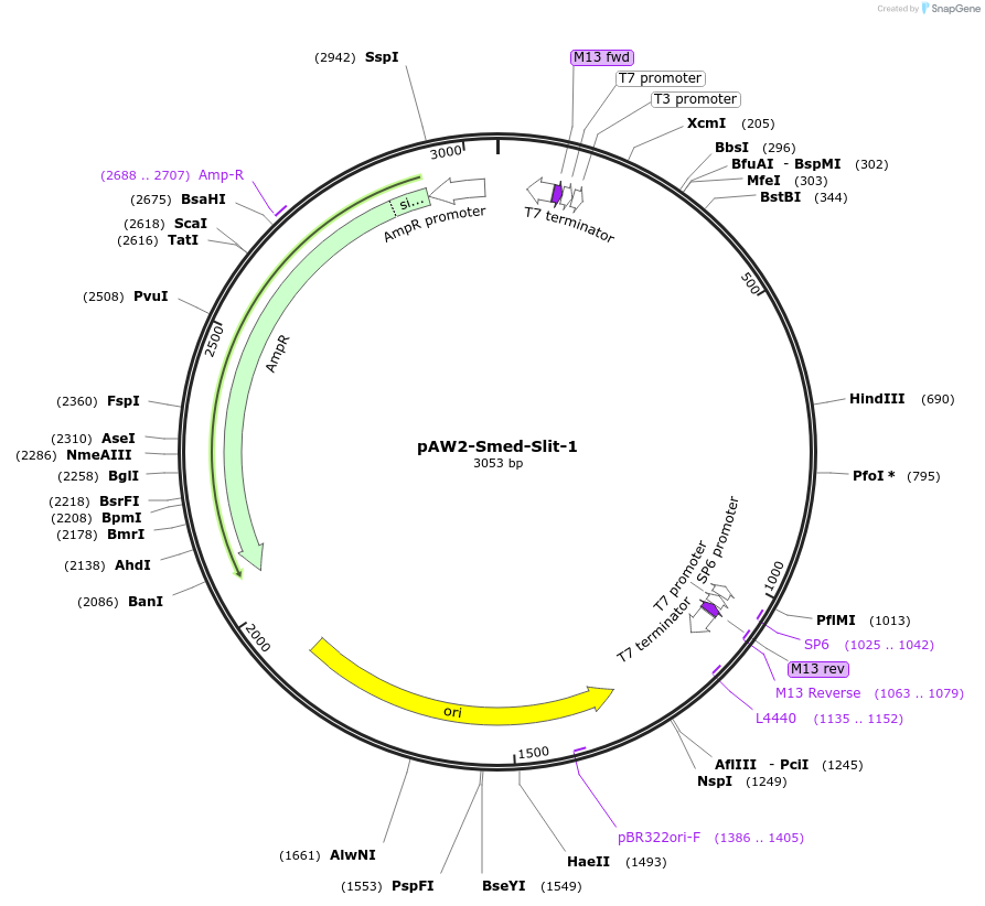 182264-plasmid-map-sequence-id-360128