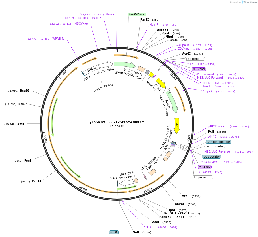 182879-plasmid-map-sequence-id-360131