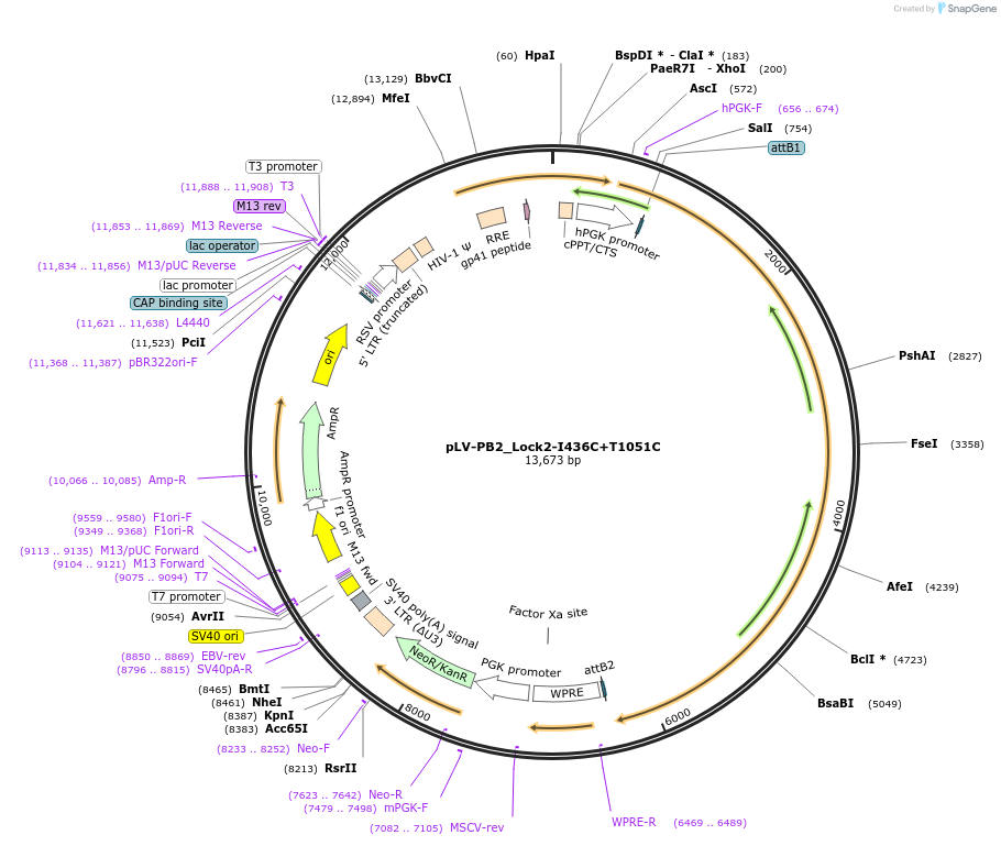182880-plasmid-map-sequence-id-360133