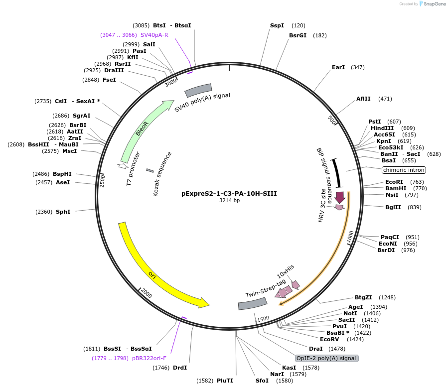 175443-plasmid-map-sequence-id-360135