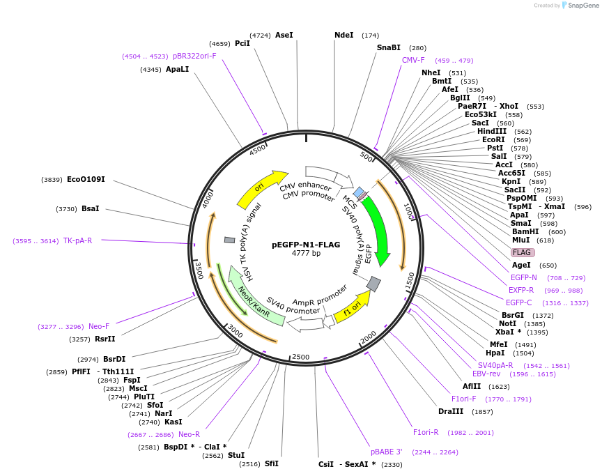60360-plasmid-map-sequence-id-360139