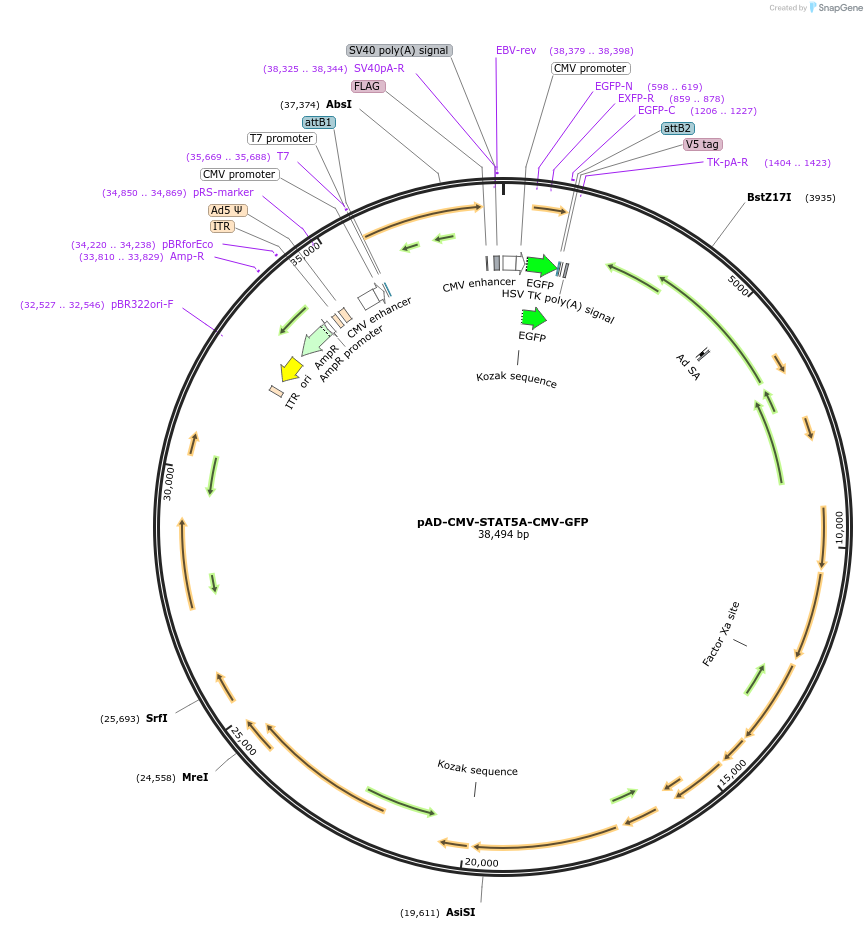 83251-plasmid-map-sequence-id-360141