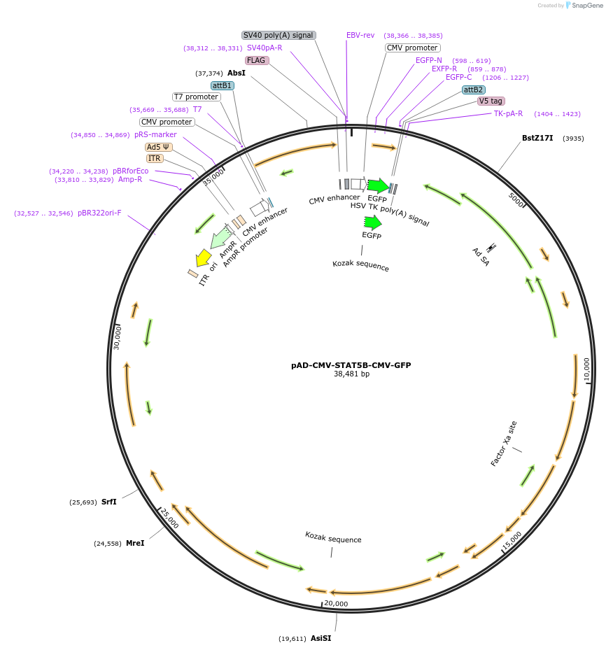 83257-plasmid-map-sequence-id-360145