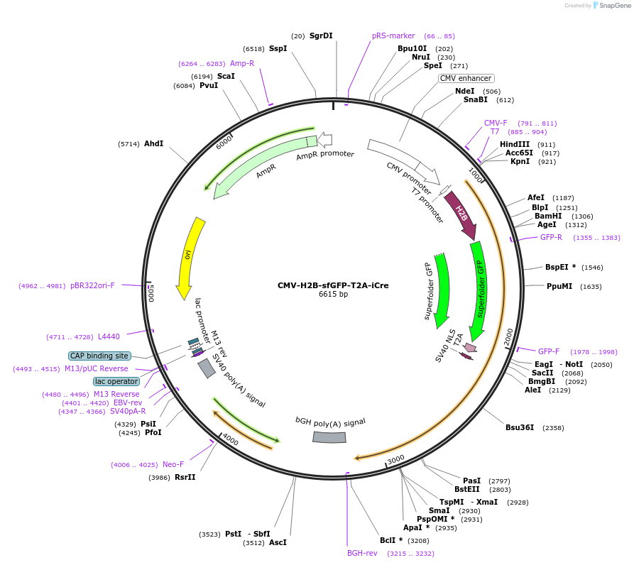 183351-plasmid-map-sequence-id-360158