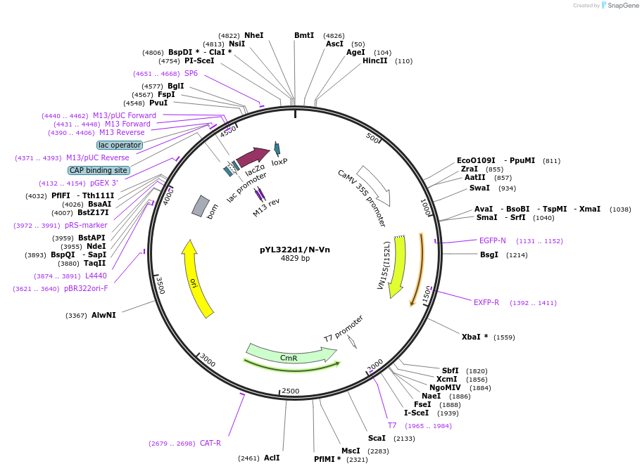 183153-plasmid-map-sequence-id-360169
