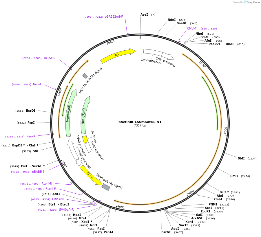 31906-plasmid-map-sequence-id-36020