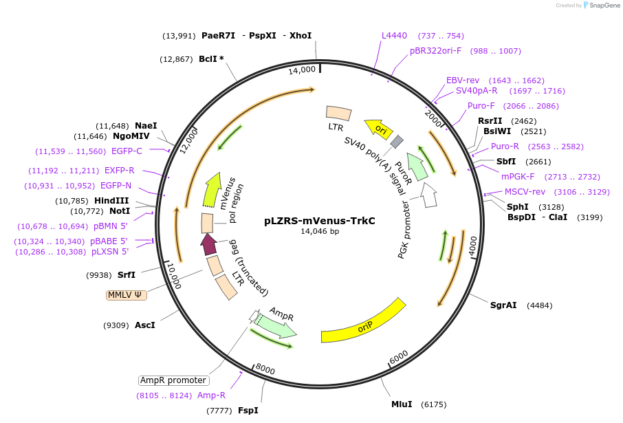 182948-plasmid-map-sequence-id-360203