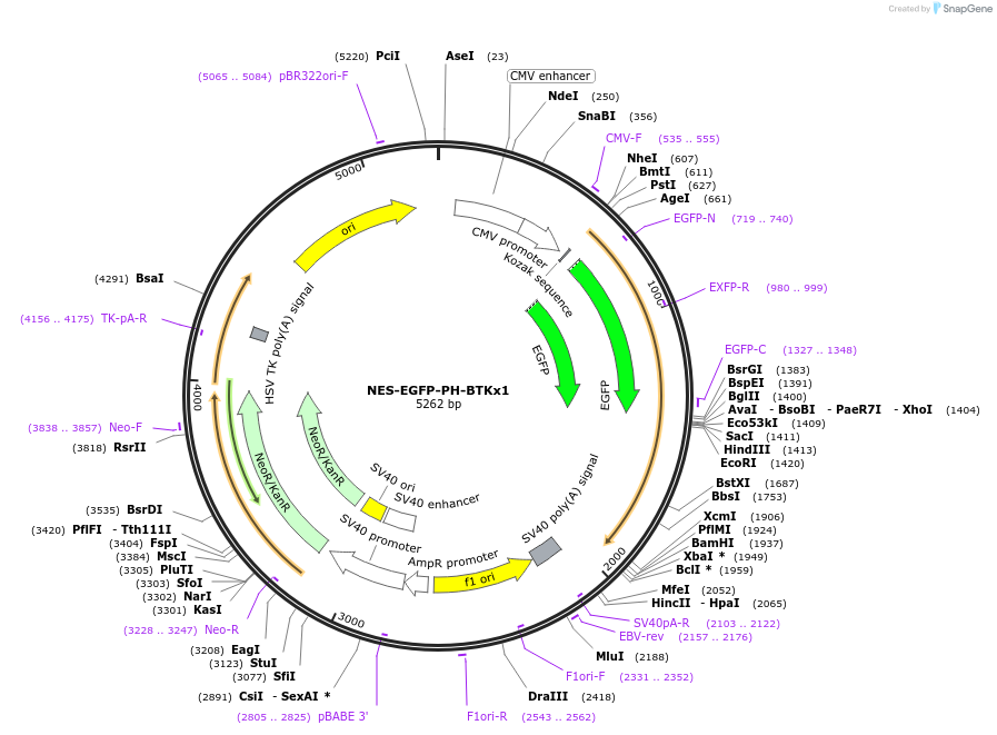 183651-plasmid-map-sequence-id-360206