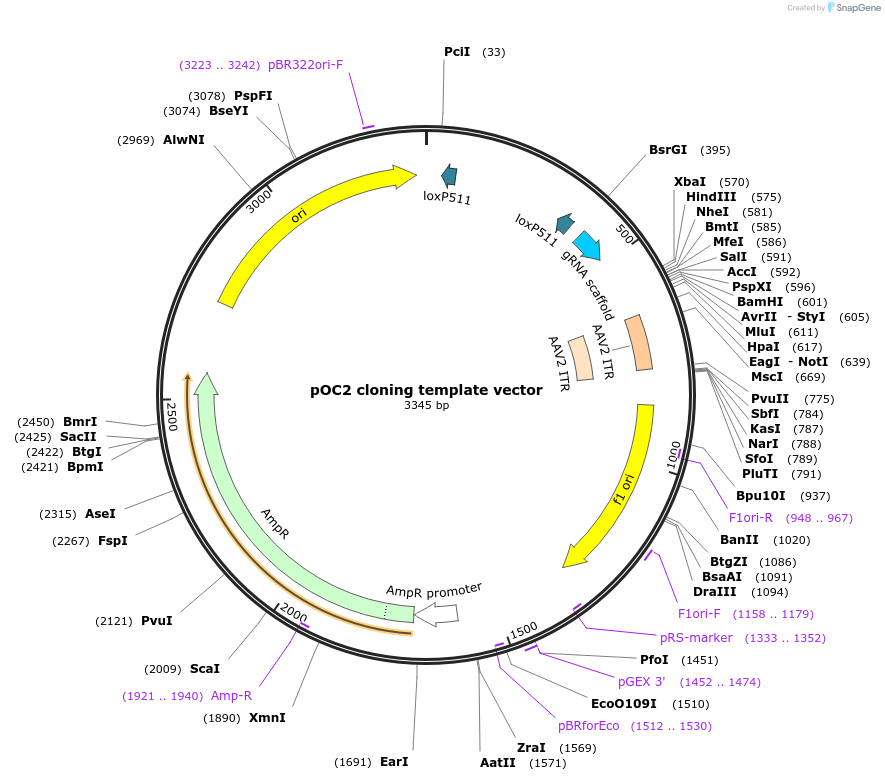 183421-plasmid-map-sequence-id-360208