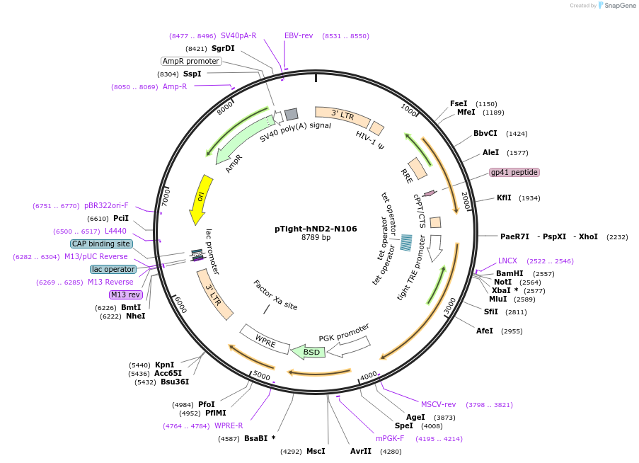 31875-plasmid-map-sequence-id-36021