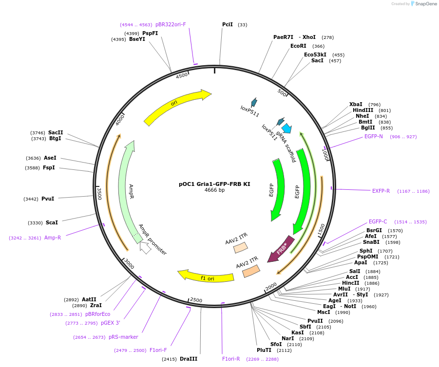 183428-plasmid-map-sequence-id-360210