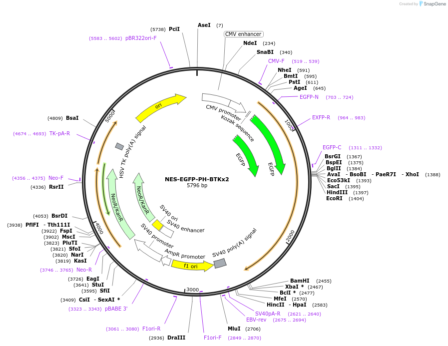 183652-plasmid-map-sequence-id-360211