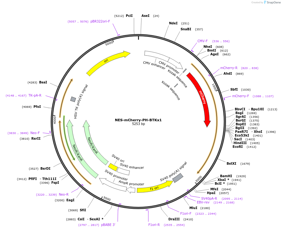 183653-plasmid-map-sequence-id-360215