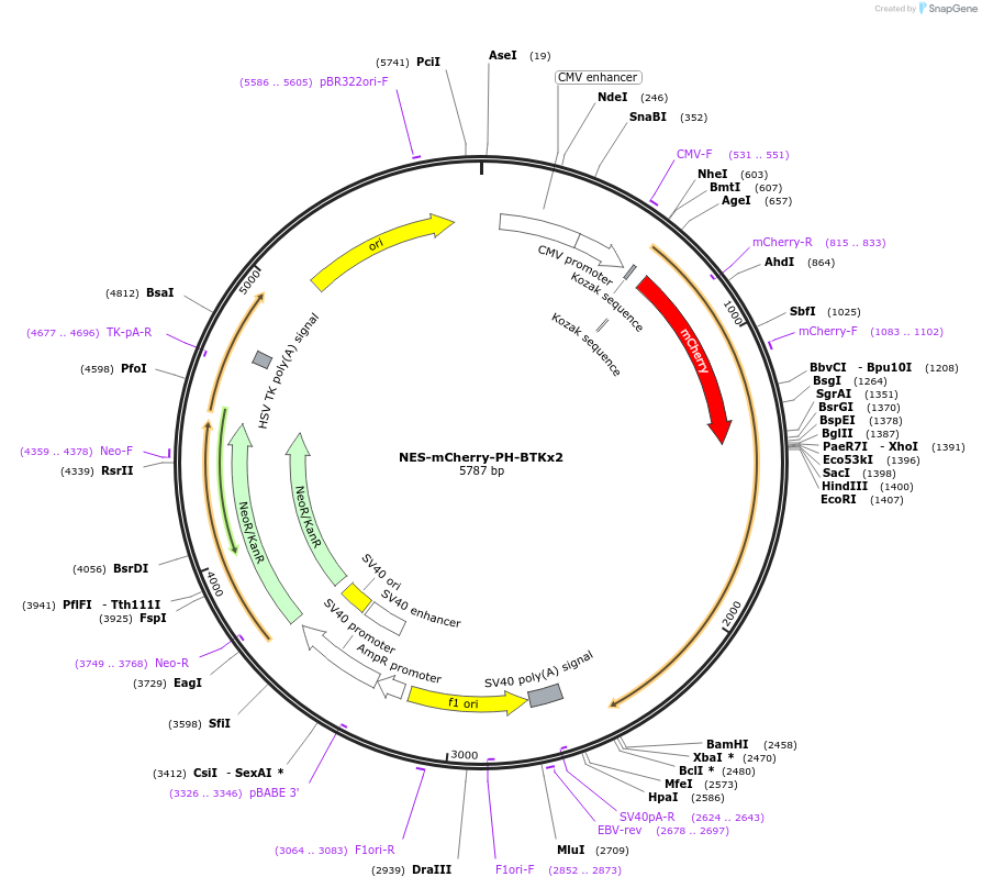183654-plasmid-map-sequence-id-360219