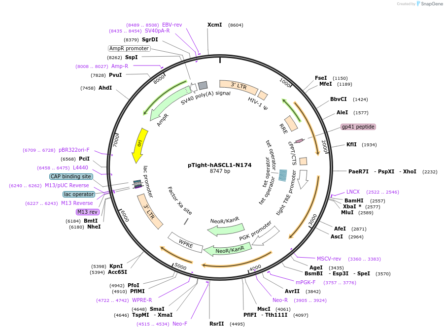 31876-plasmid-map-sequence-id-36022