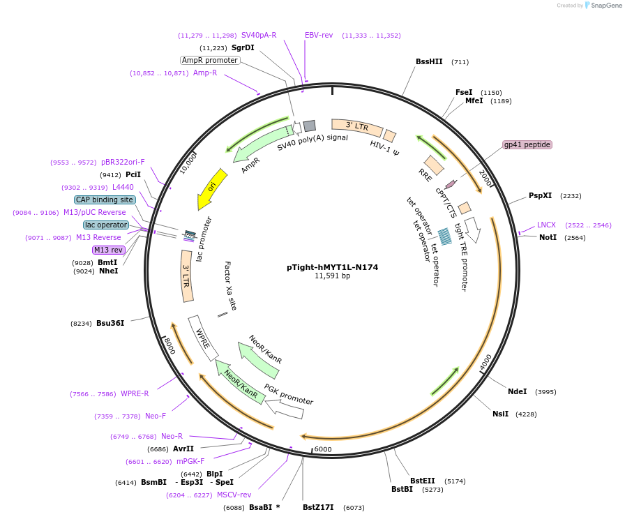 31877-plasmid-map-sequence-id-36023