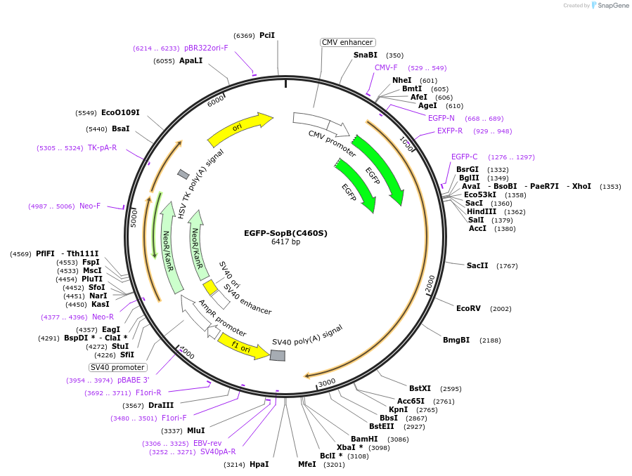 183658-plasmid-map-sequence-id-360234