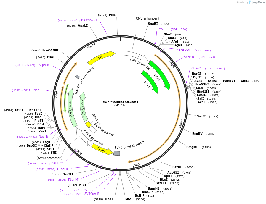 183659-plasmid-map-sequence-id-360236
