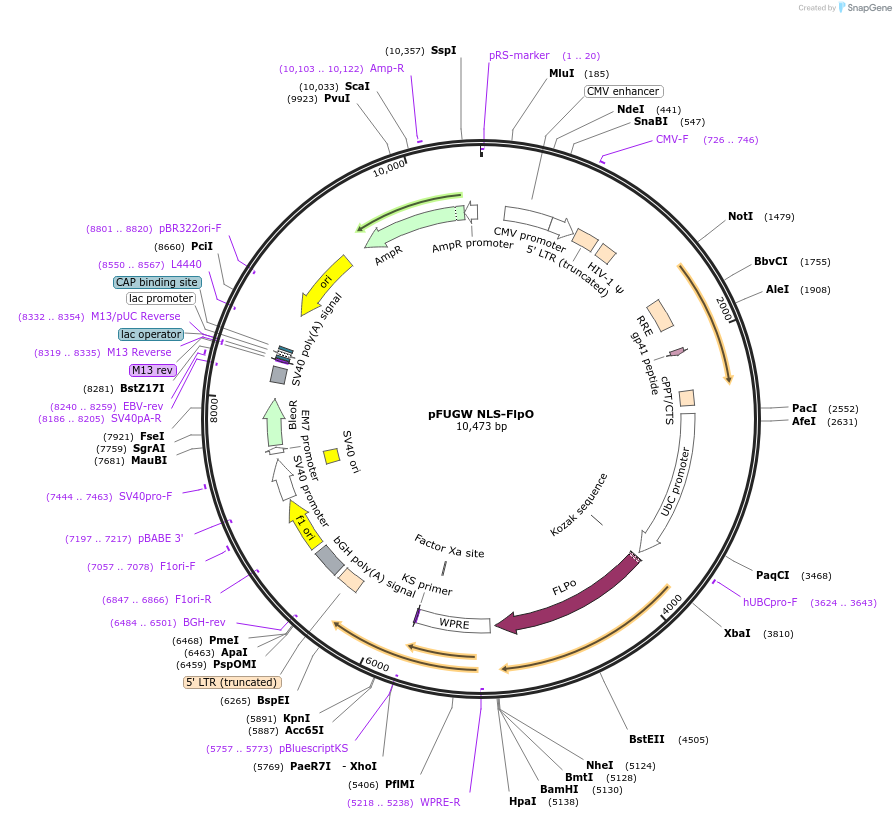 183448-plasmid-map-sequence-id-360264