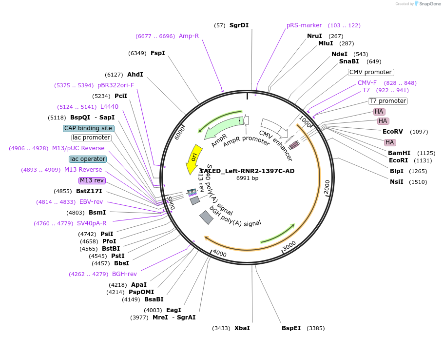 183896-plasmid-map-sequence-id-360282