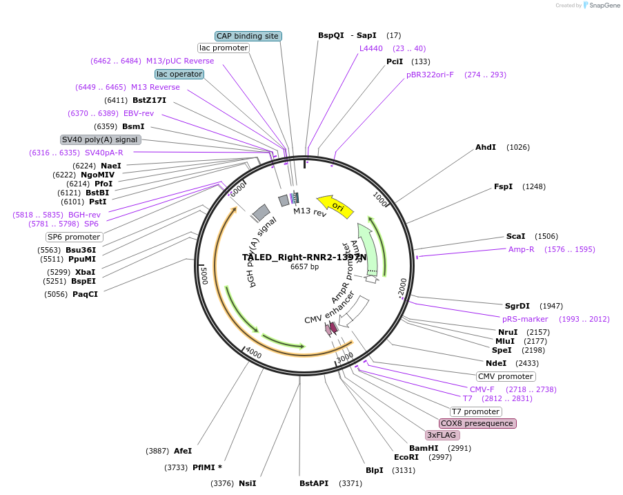 183897-plasmid-map-sequence-id-360283