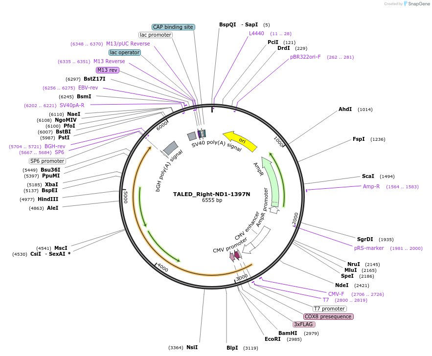 183898-plasmid-map-sequence-id-360284