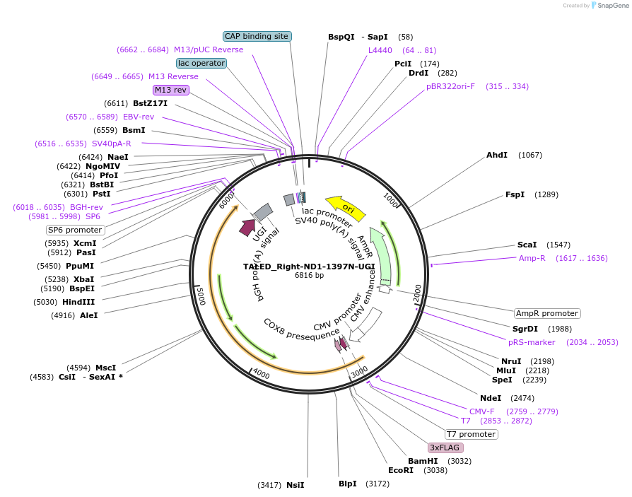 183899-plasmid-map-sequence-id-360286