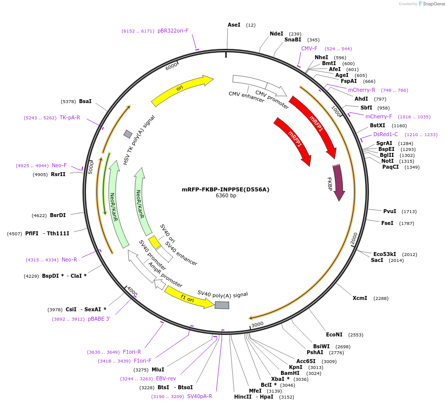 183678-plasmid-map-sequence-id-360288