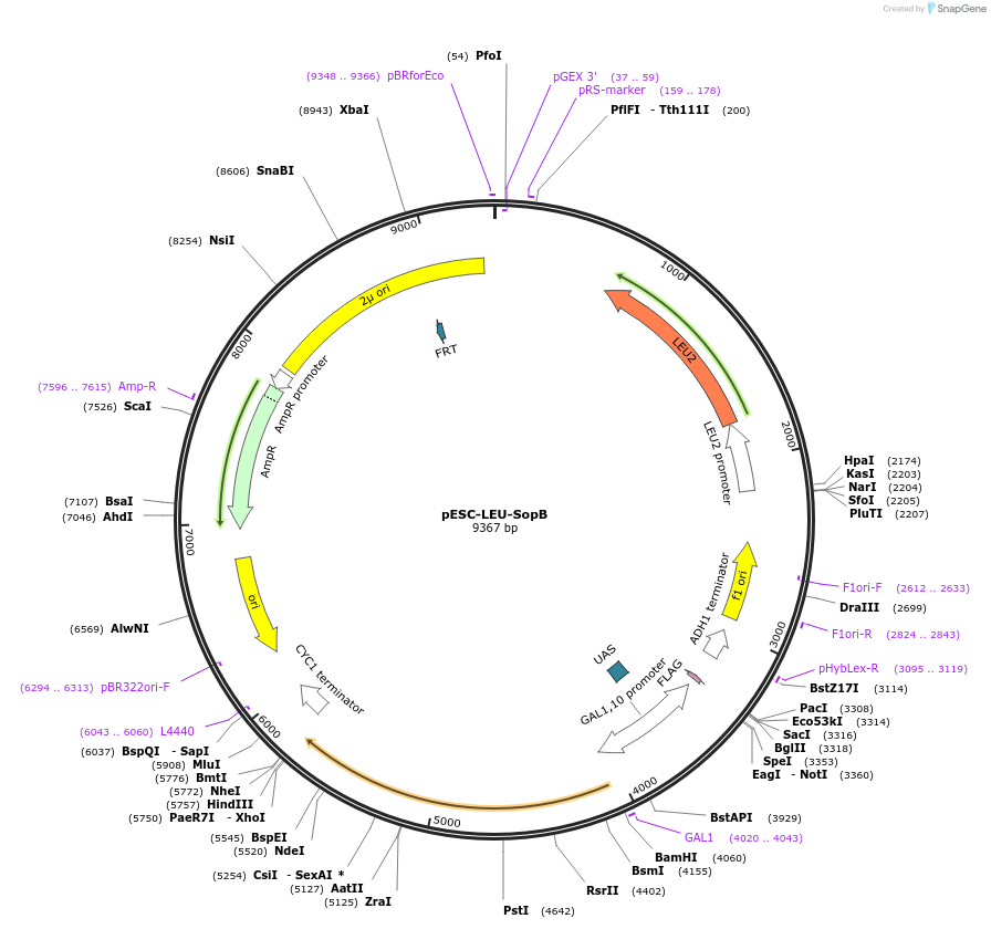 183670-plasmid-map-sequence-id-360303
