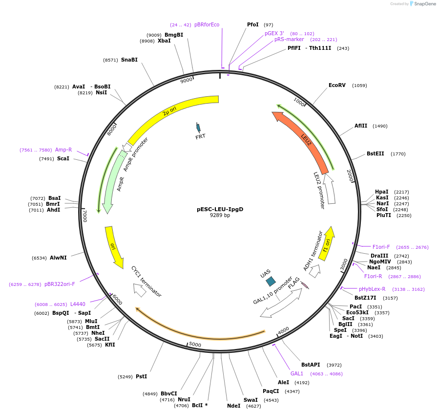 183672-plasmid-map-sequence-id-360304