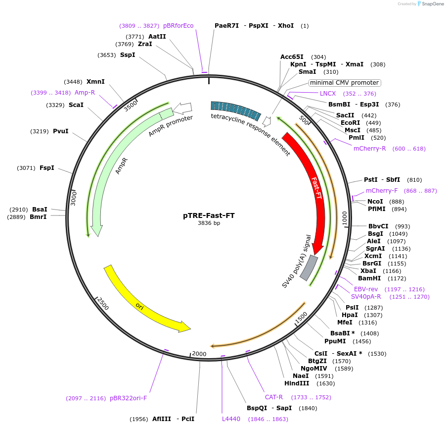 31913-plasmid-map-sequence-id-36031