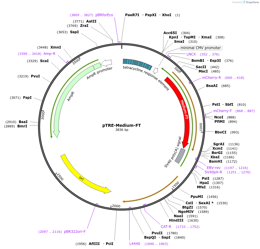 31914-plasmid-map-sequence-id-36032