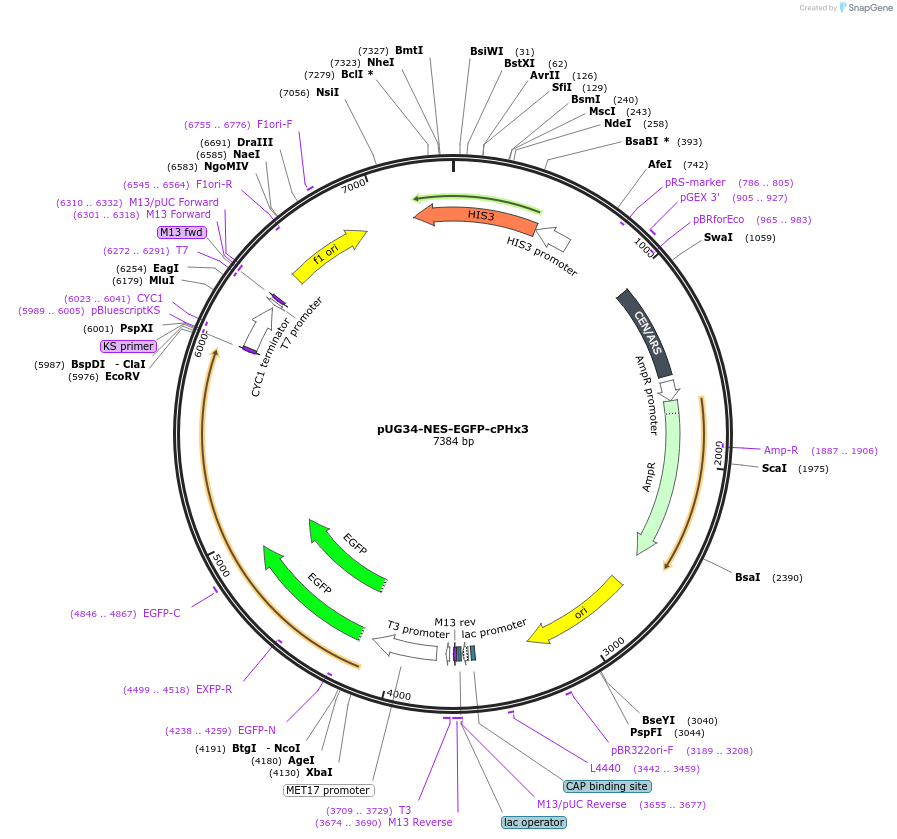 183669-plasmid-map-sequence-id-360320