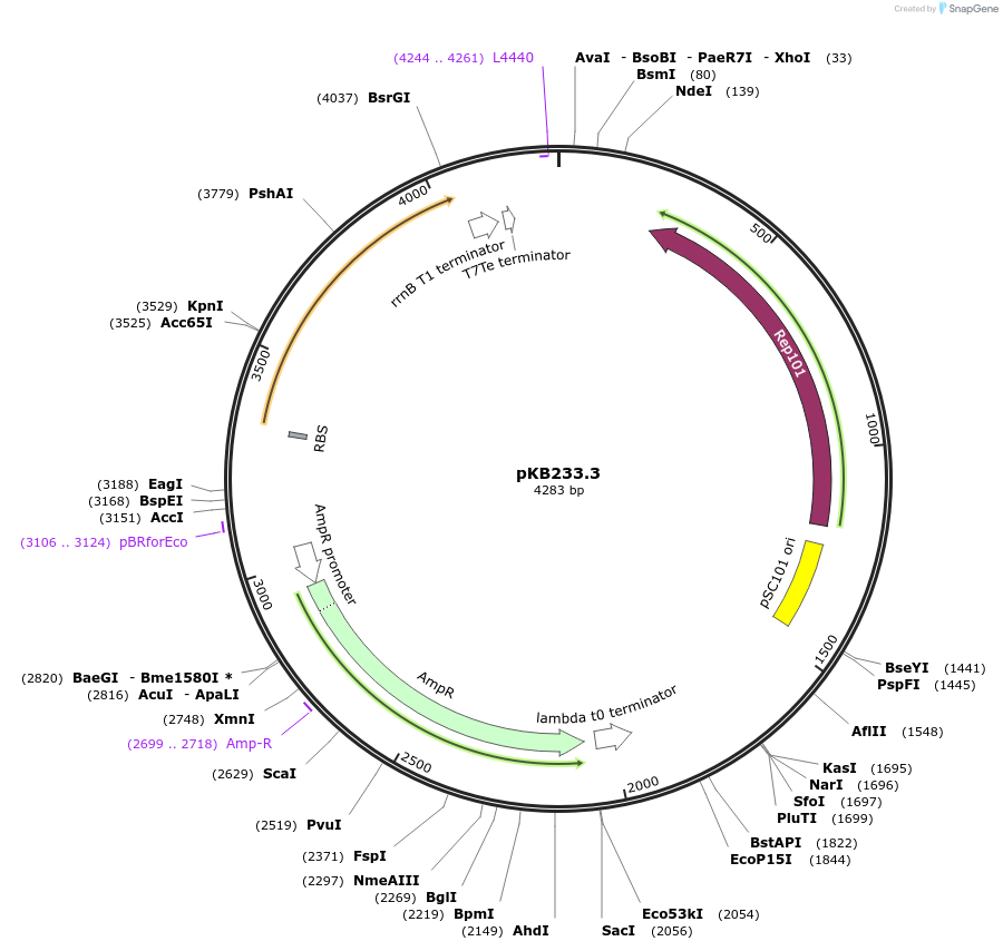 180000-plasmid-map-sequence-id-360324
