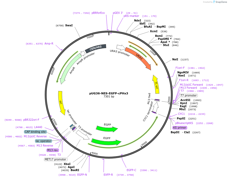 183668-plasmid-map-sequence-id-360325