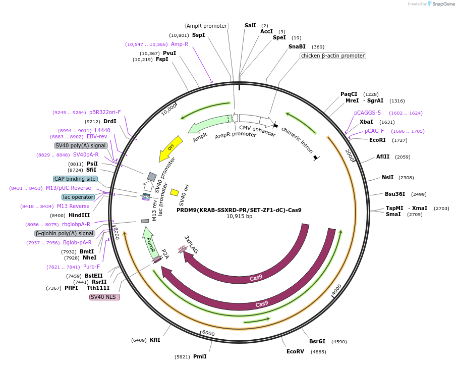 184464-plasmid-map-sequence-id-360339