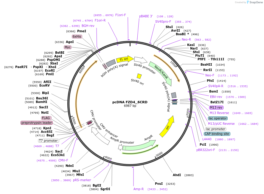 184254-plasmid-map-sequence-id-360341