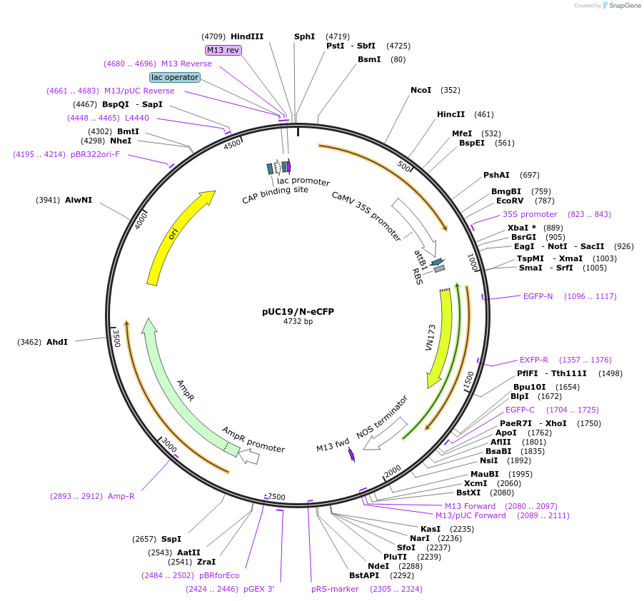 183155-plasmid-map-sequence-id-360342