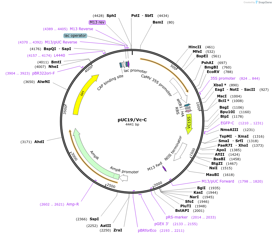 183158-plasmid-map-sequence-id-360348