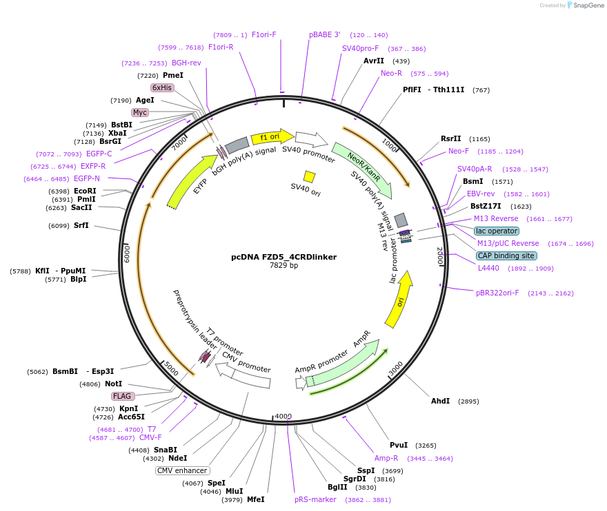 184264-plasmid-map-sequence-id-360351