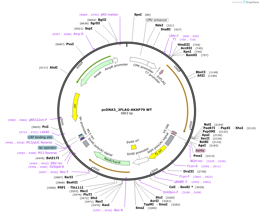 183450-plasmid-map-sequence-id-360352