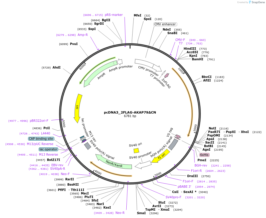 183451-plasmid-map-sequence-id-360354