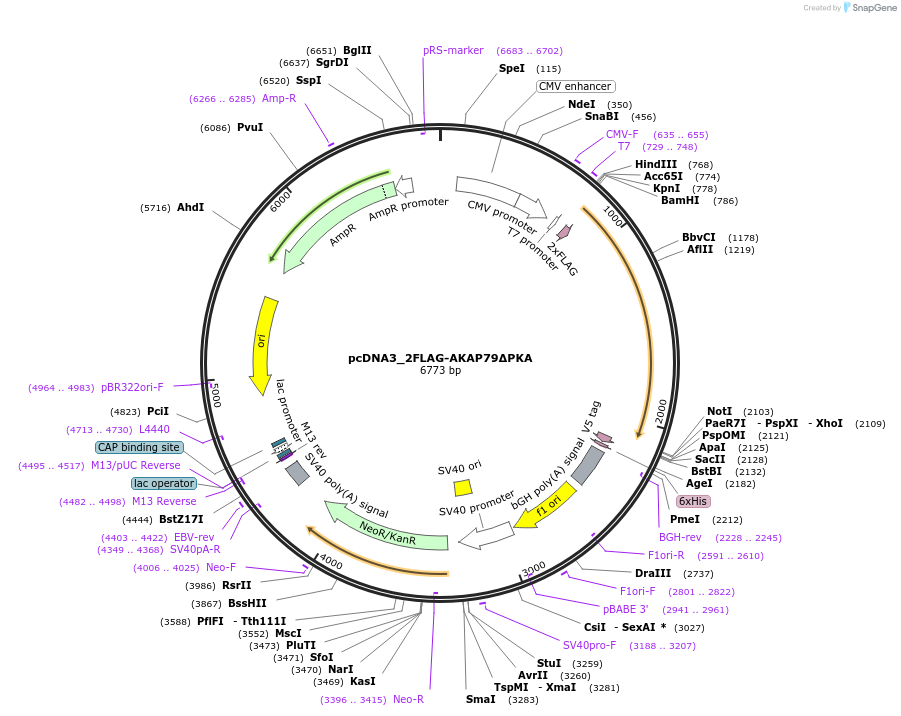 183452-plasmid-map-sequence-id-360355