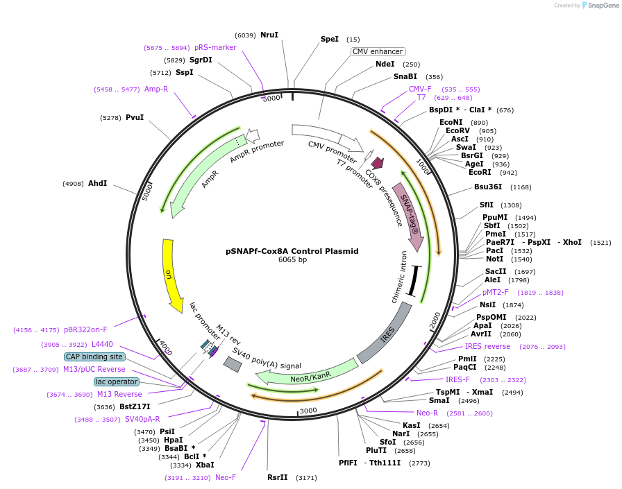 101129-plasmid-map-sequence-id-360359