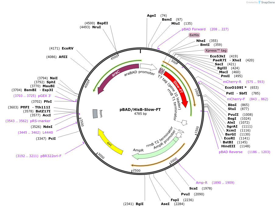 31918-plasmid-map-sequence-id-36036