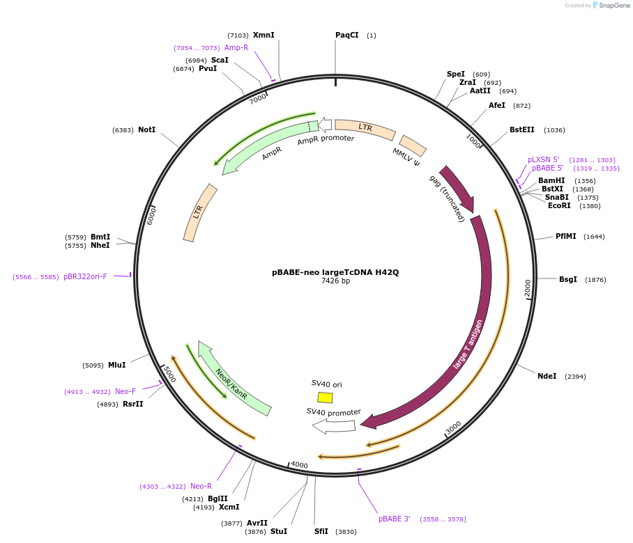 9048-plasmid-map-sequence-id-360369